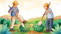 Program Tanam Jagung