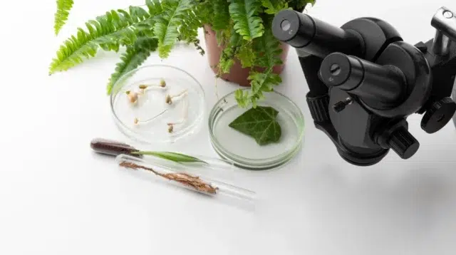 Botani Forensik