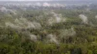 Hutan Nimbokrang