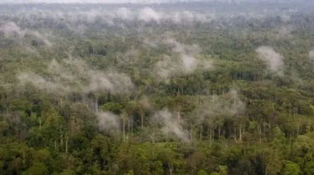 Hutan Nimbokrang
