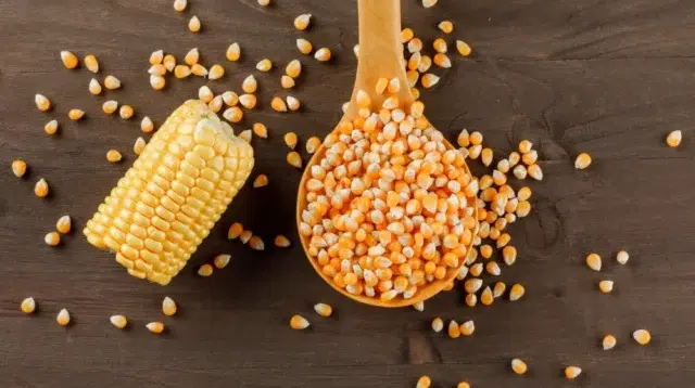 Inovasi Alat Penanam Benih Jagung (Corn Seeder) untuk Meningkatkan Efisiensi dan Produktivitas Pertanian