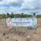 penanaman pohon mangrove