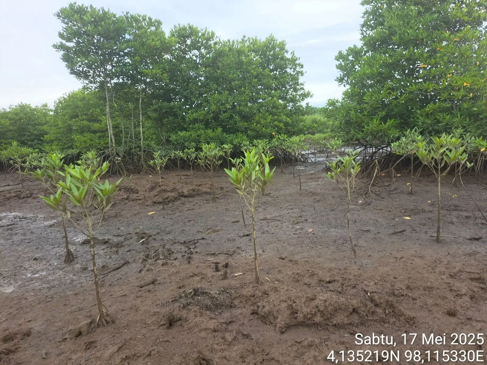 penanaman pohon mangrove