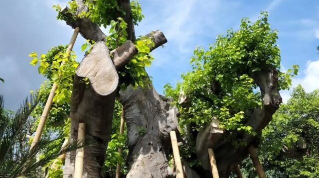 Manfaat Pohon Bodhi untuk Kesehatan