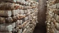 cara membuat bibit jamur tiram