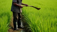 Adaptasi Petani Kecil terhadap Perubahan Iklim.