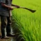 Adaptasi Petani Kecil terhadap Perubahan Iklim.
