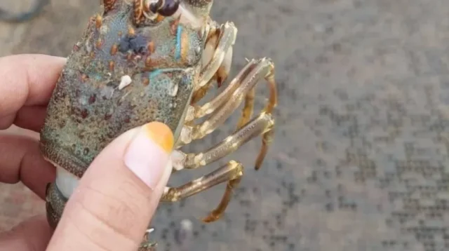 Penyebab alergi udang