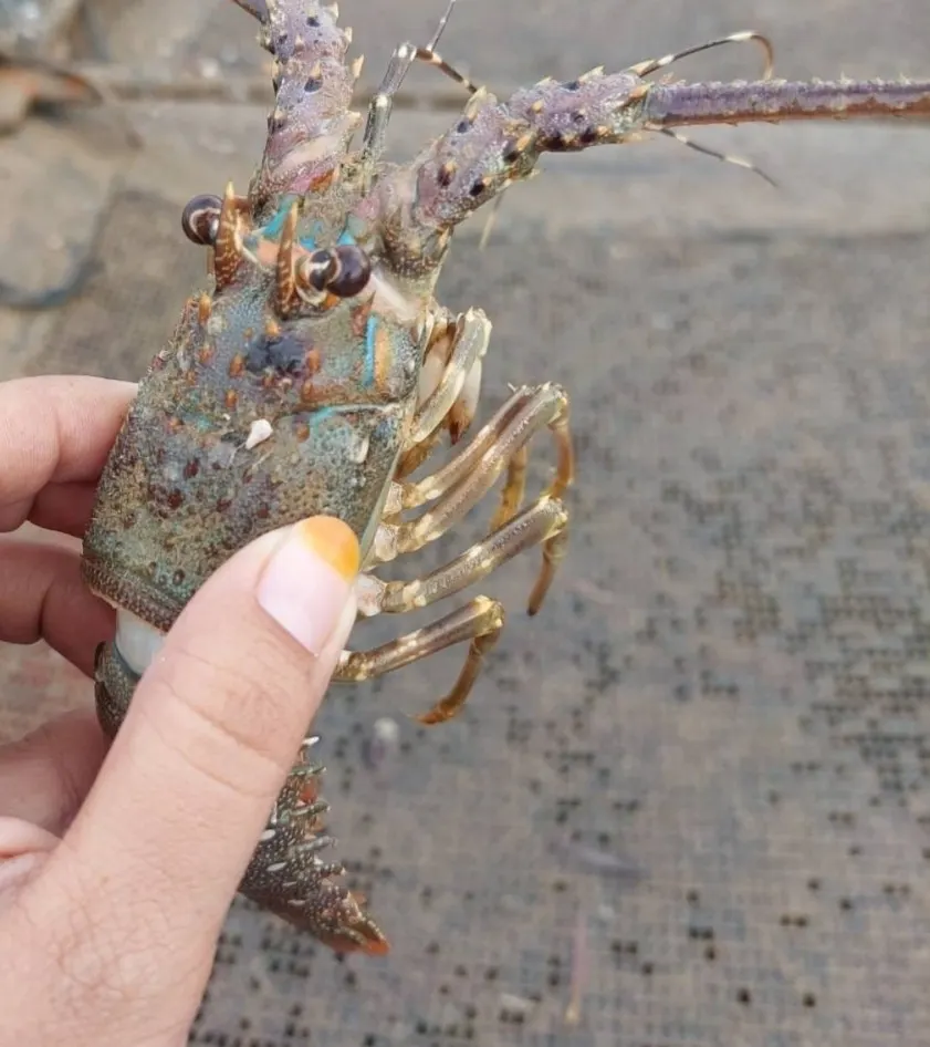 Penyebab alergi udang