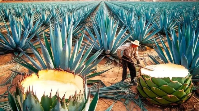 Apa itu Tequila