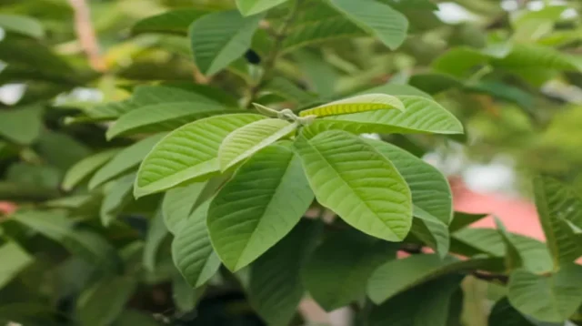 Mengungkap Rahasia Senyawa Alami Daun Jambu Biji (Psidium guajava L.) untuk Produk Herbal Berkualitas