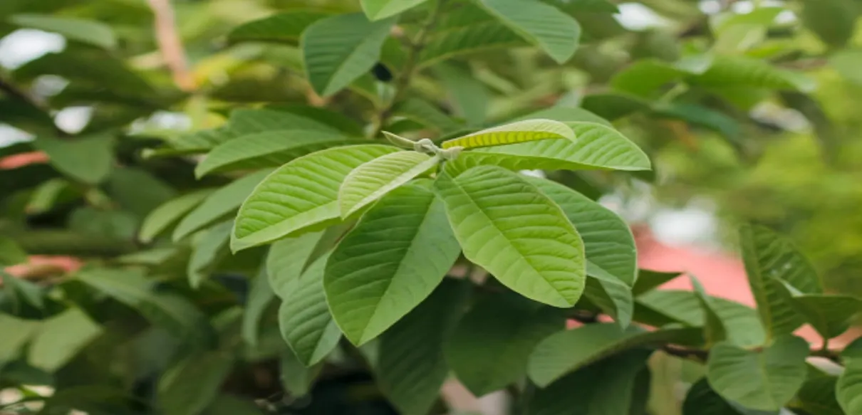 Mengungkap Rahasia Senyawa Alami Daun Jambu Biji (Psidium guajava L.) untuk Produk Herbal Berkualitas