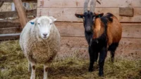 4 Fakta Unik tentang Kotoran Kambing dan Domba yang Jarang Orang Tahu