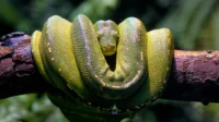 green-tree-python-7755160_1280 Ular Terbesar di Dunia: Spesies, Ukuran, dan Fakta Menarik