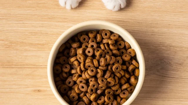 Makanan Kucing