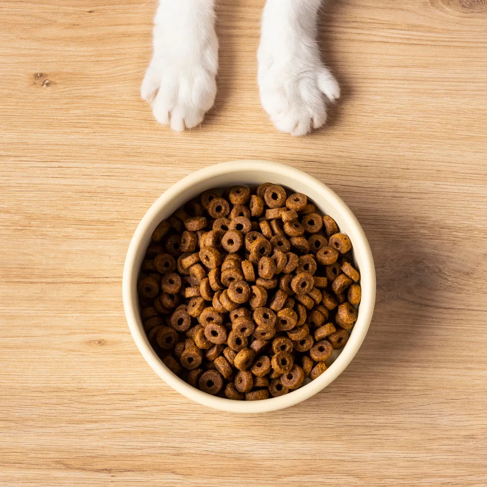 Makanan Kucing