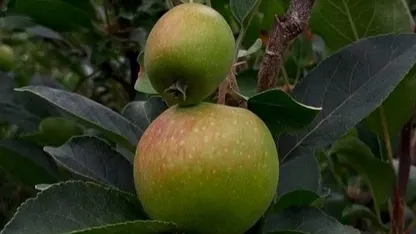 Kota Apel