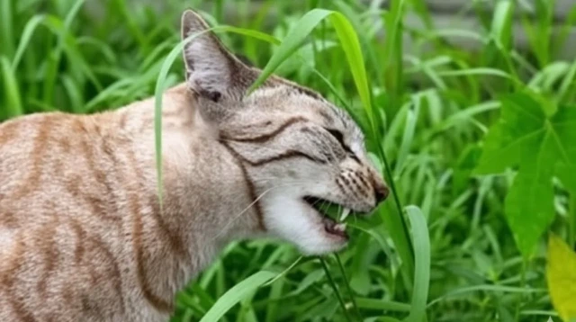 kucing muntah rumput apakah bahaya