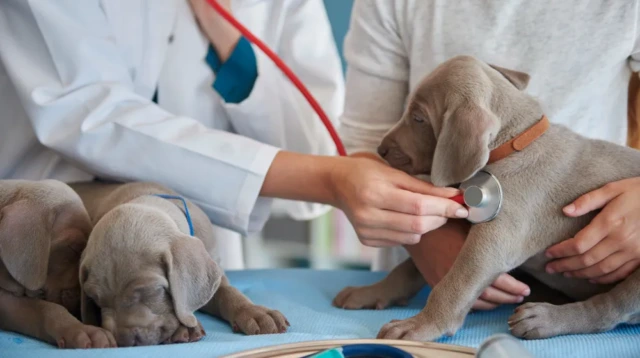 Infeksi pada anjing
