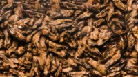 Edible Insect