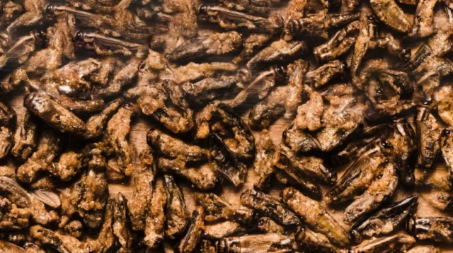 Edible Insect