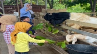Kampung Coklat Blitar sebagai Praktik Industri Kreatif dalam Pengelolaan Wisata Edukasi wahana kampung coklat blitar