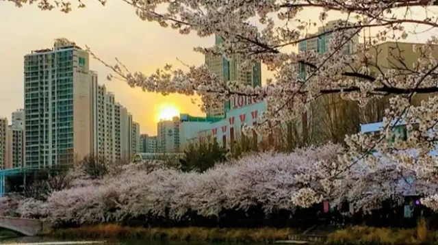 Korean Wave