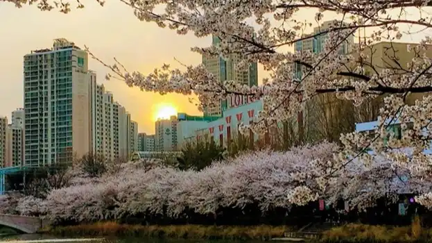 Korean Wave