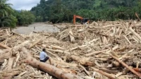 Ilegal Logging di Sumatera Bencana Alam dan Panggilan Moral bagi Penegakan Hukum Ilegal Logging di Sumatera