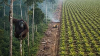 hutan lindung di sumatra