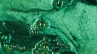 Chlorella: Mikroalga Hijau yang Kian Dilirik sebagai Sumber Pangan Sehat dan Energi Berkelanjutan Chlorella mikroalga
