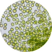 Chlorella mikroalga