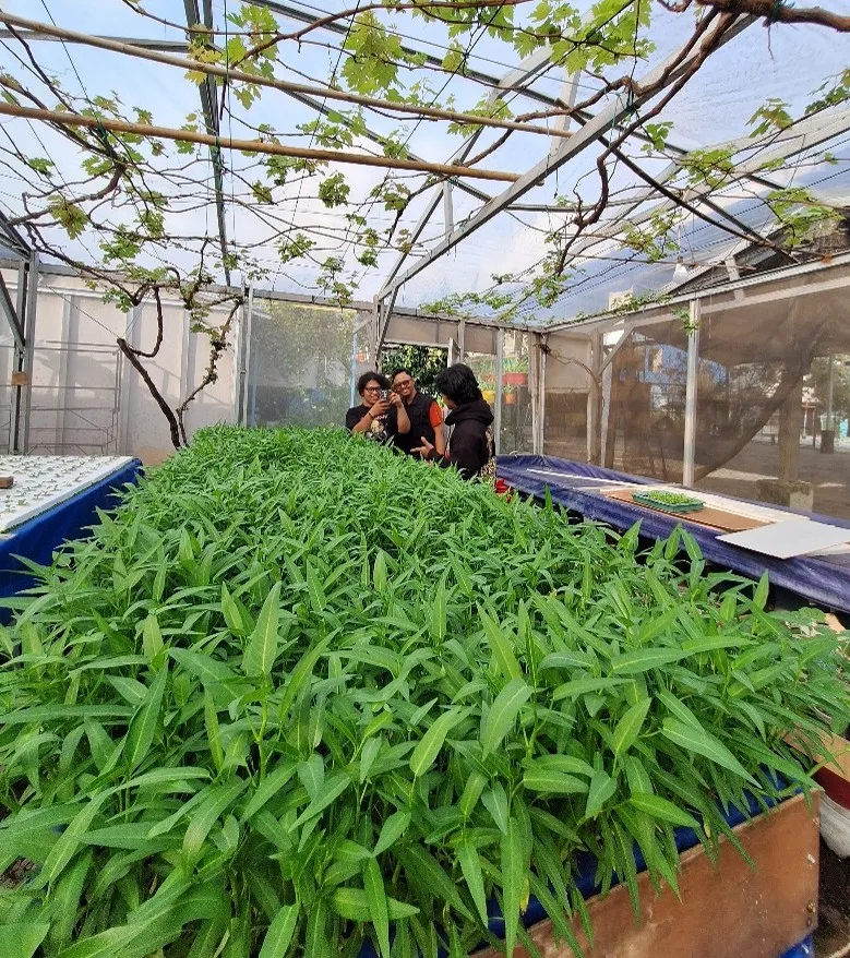 pasar sayur hidroponik