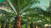 Dampak Perkebunan Kelapa Sawit dalam Bidang Ekonomi dan Lingkungan Perkebunan Kelapa Sawit