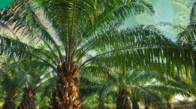 Perkebunan Kelapa Sawit