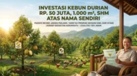 Investasi Kebun Durian