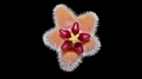 Bunga Hoya bukitrayaensis (Foto Ahmad et al. 2026) Bunga Hoya bukitrayaensis (Foto: Ahmad et al. 2026)