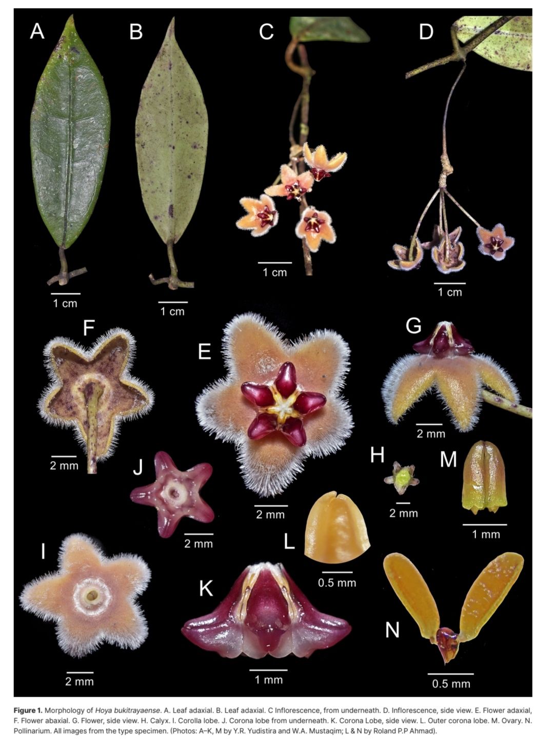 Hoya bukitrayaensis