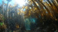 Hutan Bawah Laut dari Macrocystis pyrifera: Fakta Menakjubkan Alga Coklat yang Jarang Diketahui Macrocystis pyrifera