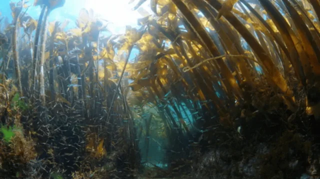 Macrocystis pyrifera