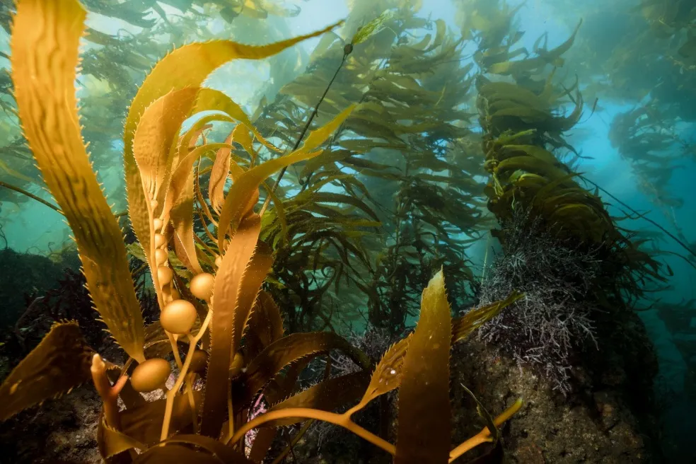 Macrocystis pyrifera