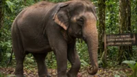 Diburu dan Dianggap Hama: Nasib Malang Gajah di Indonesia habitat gajah di indonesia