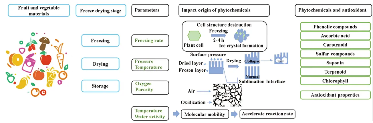 Freeze drying dan oven drying