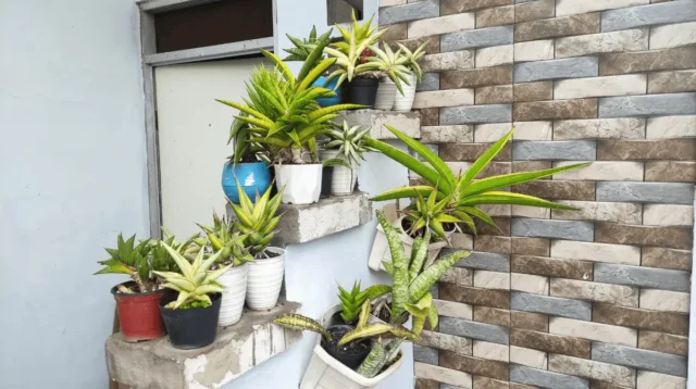 Menanam di lahan sempit