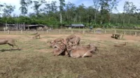 Melampaui Konten Medsos: Menjaga Napas Konservasi yang Tersisa di Ranca Upas Ekowisata Ranca Upas
