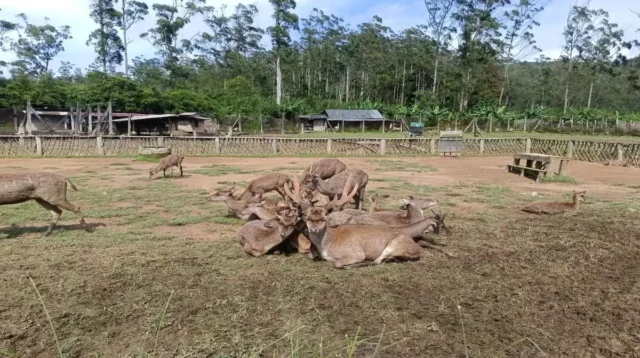 Ekowisata Ranca Upas
