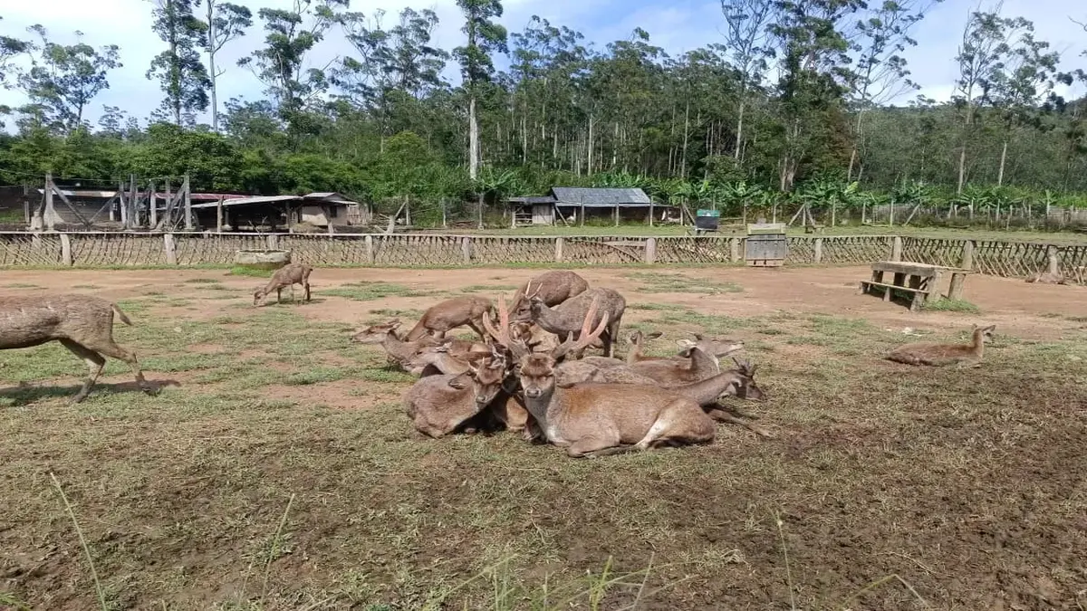 Ekowisata Ranca Upas