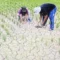 perubahan iklim global