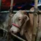 peternak sapi indonesia