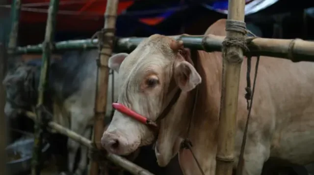 peternak sapi indonesia
